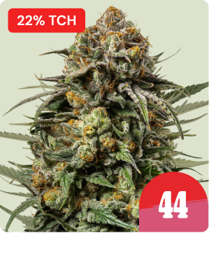 Gelato 44 Tyson Days-1